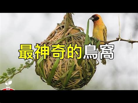 家中有鳥築巢 風水|鳥巢風水：家居好運大提升